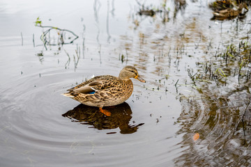 beautiful duck floating on the lake