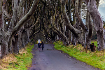 The Dark Hedges in Northern Ireland