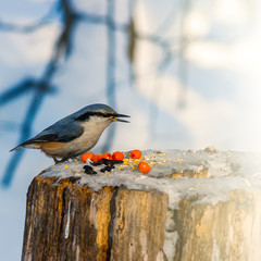 The nuthatches constitute a genus, Sitta sits on a rotten stump and pecks Sunflower seeds and berries in winter in a bright sunny day. The concept of human concern for the environment