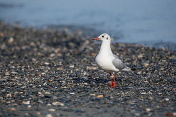 Single seagull  on the shore of the sea