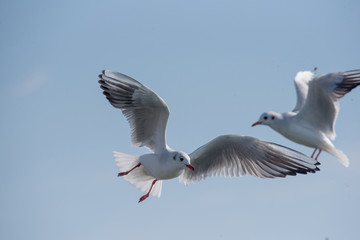 Seagulls are flying in sky over the sea