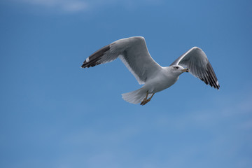Seagulls are flying in sky over the sea