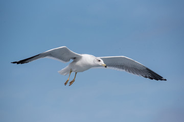 Seagulls are flying in sky over the sea