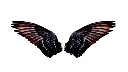 wing of bird