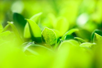 Closeup nature view of green leaf in garden at summer under sunlight. Natural green plants landscape