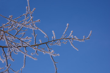 Wind blown ice on tree against blue sky in winter