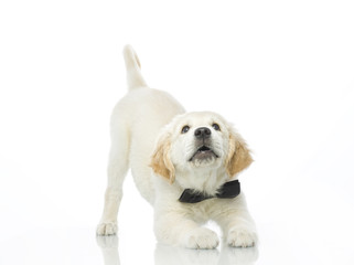 puppy in bow tie playing stretching himself