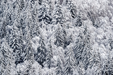 France, snowy trees in the french alps nearby The Grand Bornand ski resort