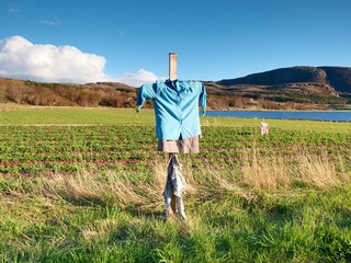 Scarecrow made of old clothes in a field. Blue shirt and brown skirt Scarecrow on cross