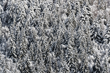 France, snowy trees in the french alps nearby The Grand Bornand ski resort