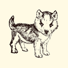 Husky  puppy, hand drawn doodle sketch, isolated vector outline illustration