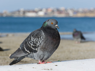 pigeon, sea, sad, one, portrait, posing, grey, autumn, sad