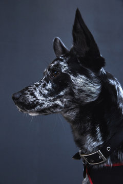 Side view of black and white spotted shepherd dog