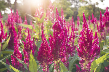 Obraz premium Deep Pink celosia with sun shining through.