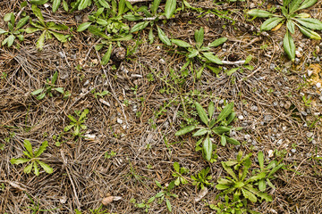 Floor of the forest