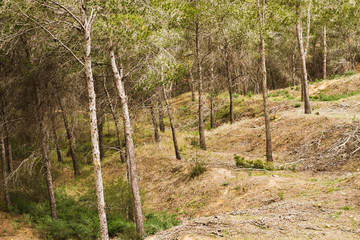 mediterranean forest