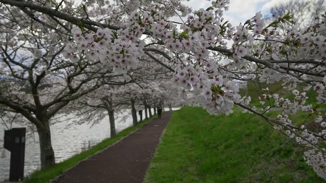 宮城県 平筒沼の桜 Cherry blossoms in Byoudounuma Japan