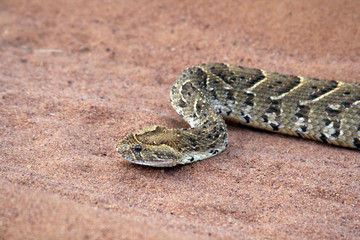 Large wild African snake crawling on the sand.