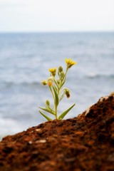 gelbe Blume auf Küste in Madeira