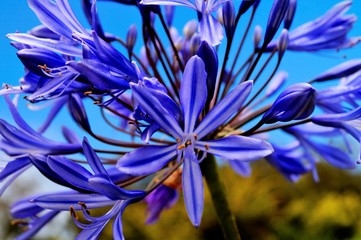 blaue Blume auf Madeira
