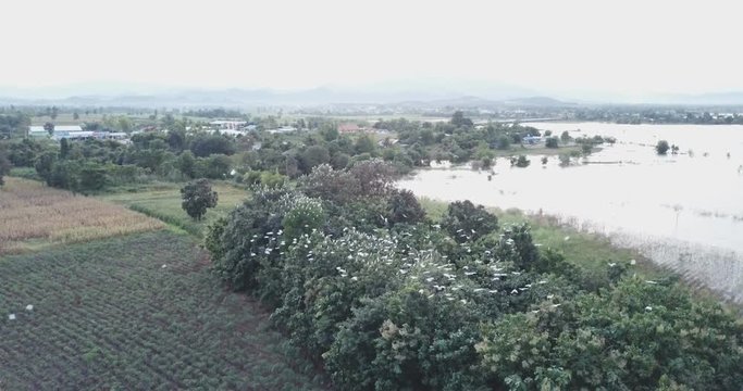 a group of birds flying over tree and field near lake, on the prowl for food
