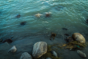 Aqua shore