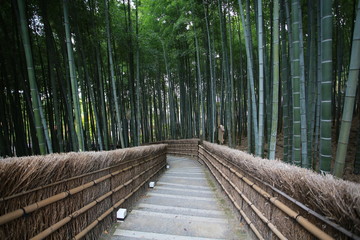 Naklejka premium bamboo forest in japan