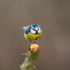 Wildlife photo, eurasian blue tit standing on fallen old wood, Slovakia forest, Europe