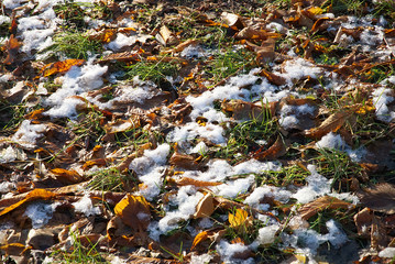 A mixture of yellow leaves, green grass and snow in the sun light                              