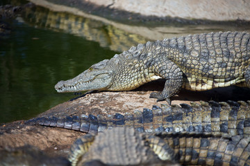 Nile crocodile goes from the shore into the water.