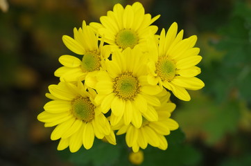 シマカンギク（冬菊,寒菊,油菊）