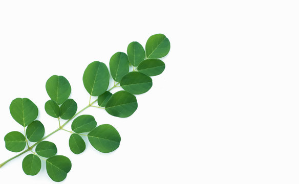 Fototapeta Moringa leaves on a white background.