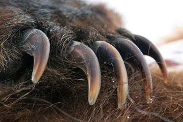 Claws on the paw of the Russian grizzly bear