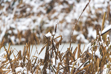 Snowfall at frozen lake