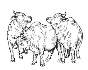 Vintage Hand Drawing Muslim Animal Qurban Group Sketch - Cow