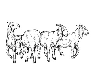 Vintage Hand Drawing Muslim Animal Qurban Group Sketch - Goat