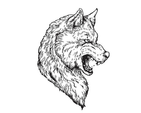 Detail Realistic Hand Drawing Angry Wolf Head Illustration
