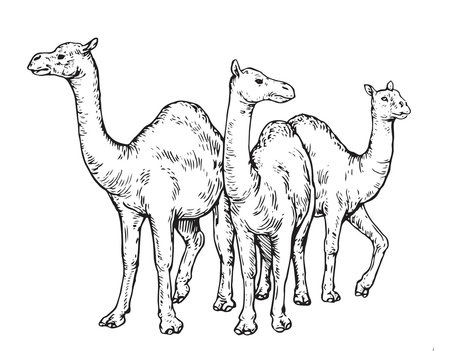 Vintage Hand Drawing Muslim Animal Qurban Group Sketch - Camel