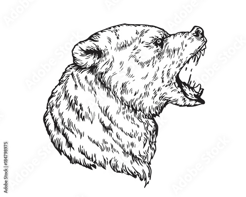 "Detail Realistic Hand Drawing Angry Grizzly Bear Head Illustration