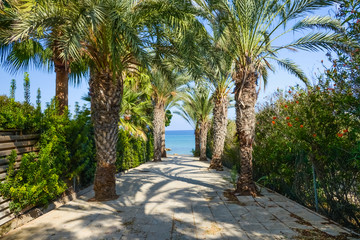 palm alley to the ocean