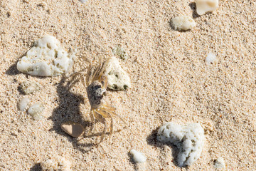 crab on the sand coast of the Caribbean Sea