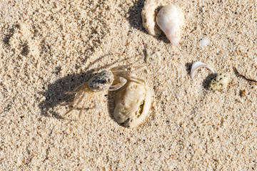 crab on the sand coast of the Caribbean Sea