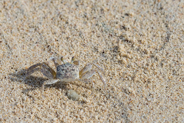 crab on the sand coast of the Caribbean Sea