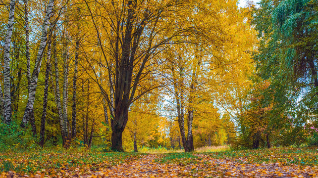 Autumn forest. Beautiful background, park in bright leaves. Road in the forest on a sunny afternoon. Green and orange nature background after the rain. The road is strewn with leaves of green grass. © byswat