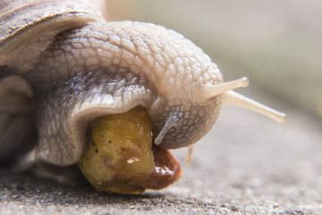 The snail is close up