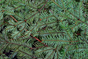 Naklejka na ściany i meble Green pine and spurce branches with needles closeup as coniferous trees background. Winter holidays and Christmas decoration. Evergreen wood texture.