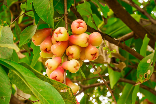 Javaapfel
