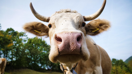 Close-up of a cow grazing, eating grass immersed in the nature that looks into the room. Concept of: nature, milk, tradition, healthy foods, vegan