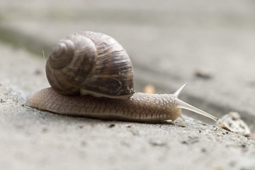 Snail