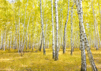 birch forest